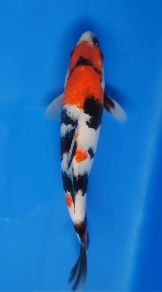 #
